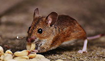 24 Hour & Emergency Exterminators in Sumerduck, VA